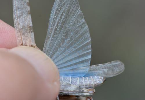 Réf. 294 182 : Sphingonotus corsicus